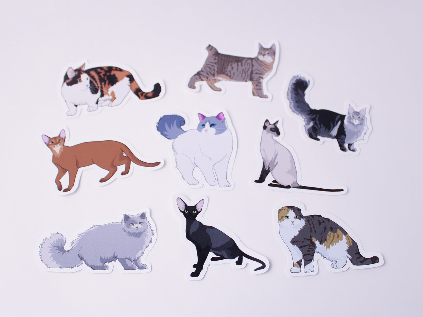 British Longhair Cat Sticker